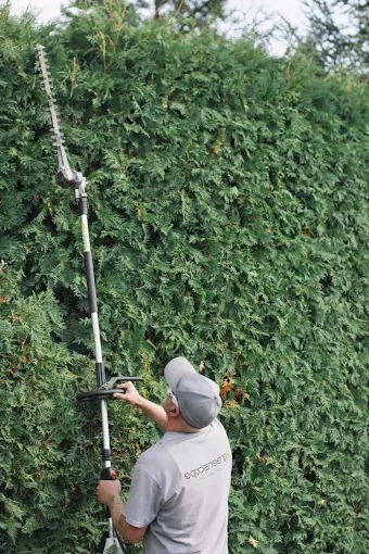 Crew member trimming a tall arborvitae hedge with a pole trimmer